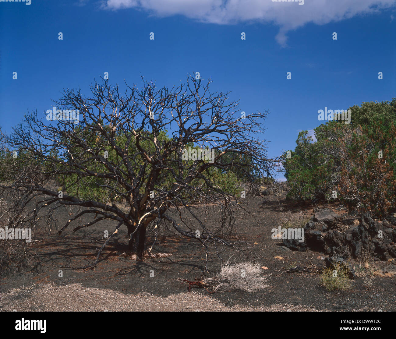 Lightning struck tree hi-res stock photography and images - Alamy