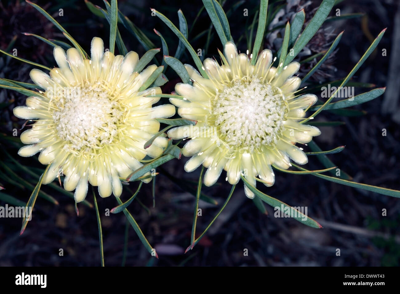 Close up of Thistle Protea / Sugarbush flower- Protea scolymocephala- Family Proteaceae Stock Photo