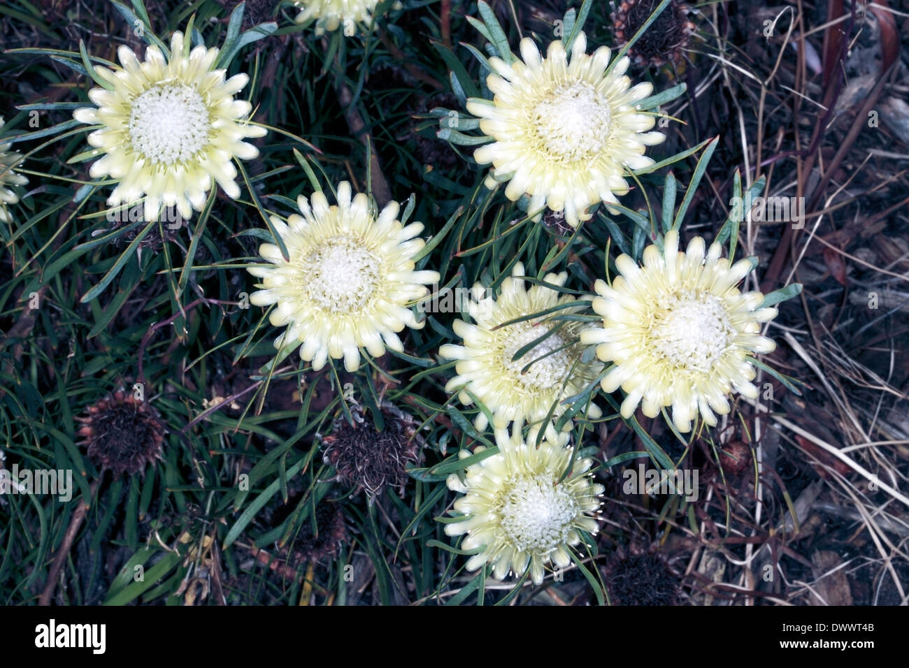 Close up of group of Thistle Proteas / Sugarbush flowers- Protea scolymocephala- Family Proteaceae Stock Photo