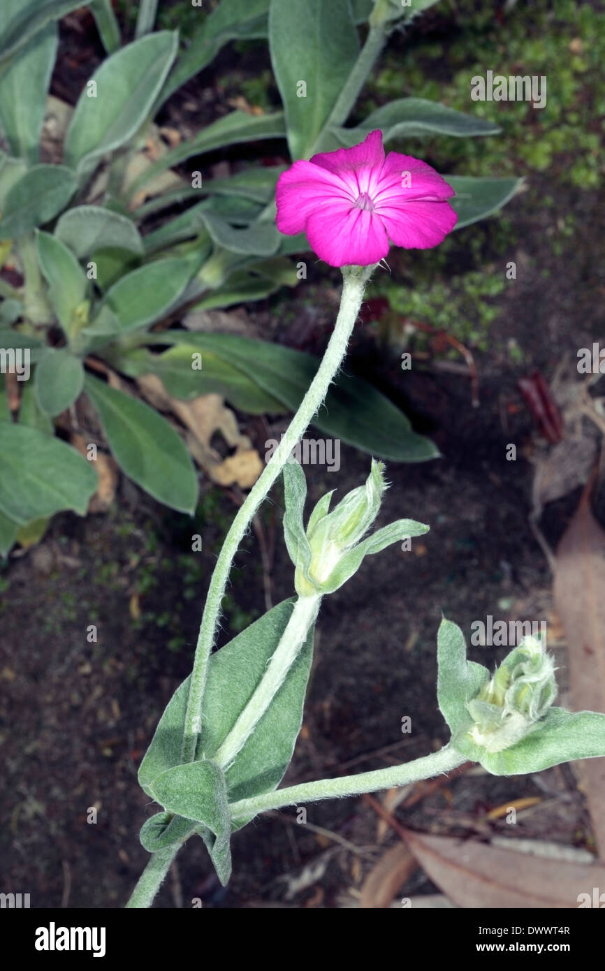 Close-up of Rose Campion/ Crown Pink / Mullein Pink / Dusty Miller flower - Lychnis coronaria - Family Caryophyllaceae Stock Photo