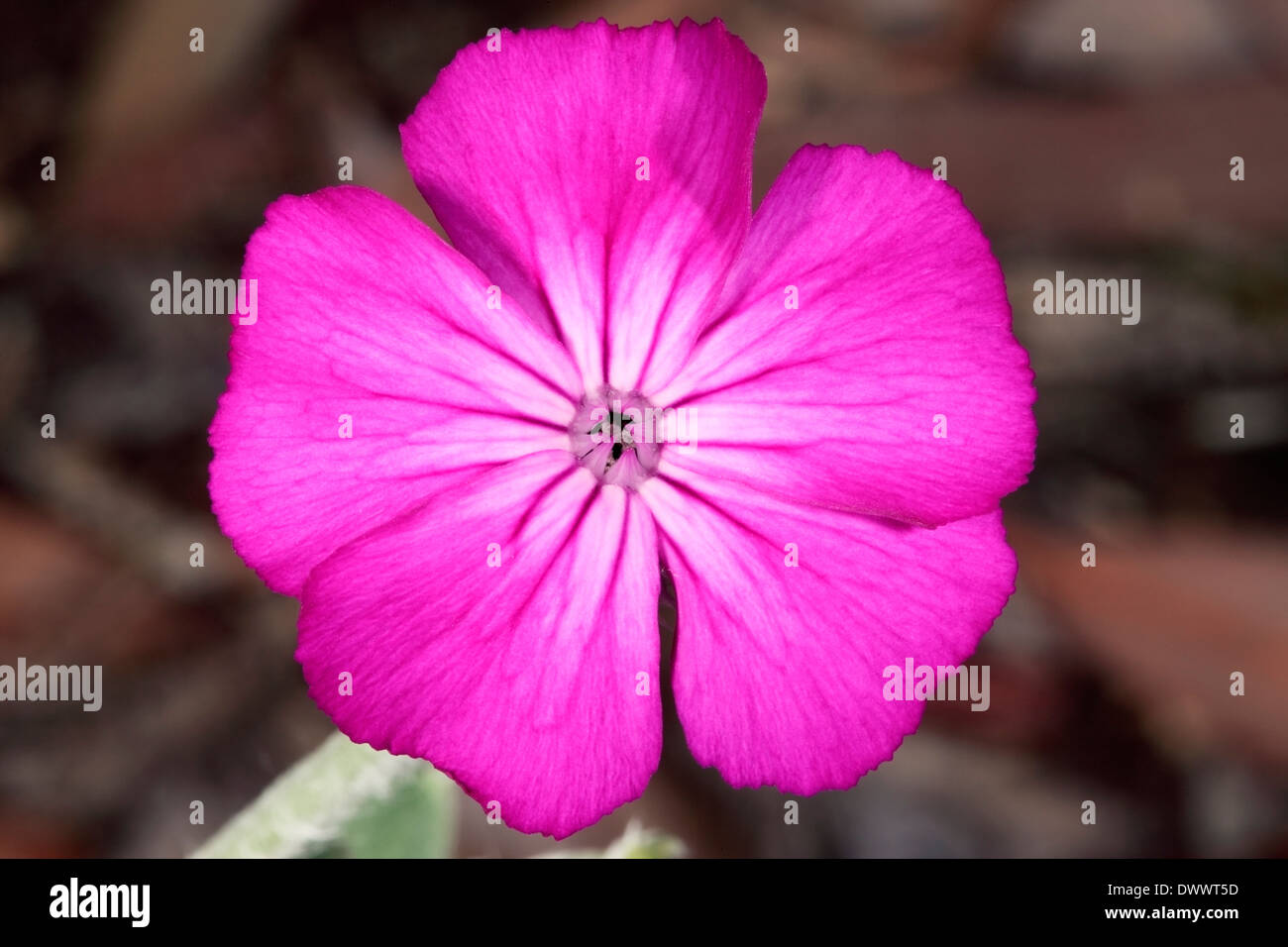 Close-up of Rose Campion/ Crown Pink / Mullein Pink / Dusty Miller bloom showing details of flower structure - Lychnis coronaria Stock Photo