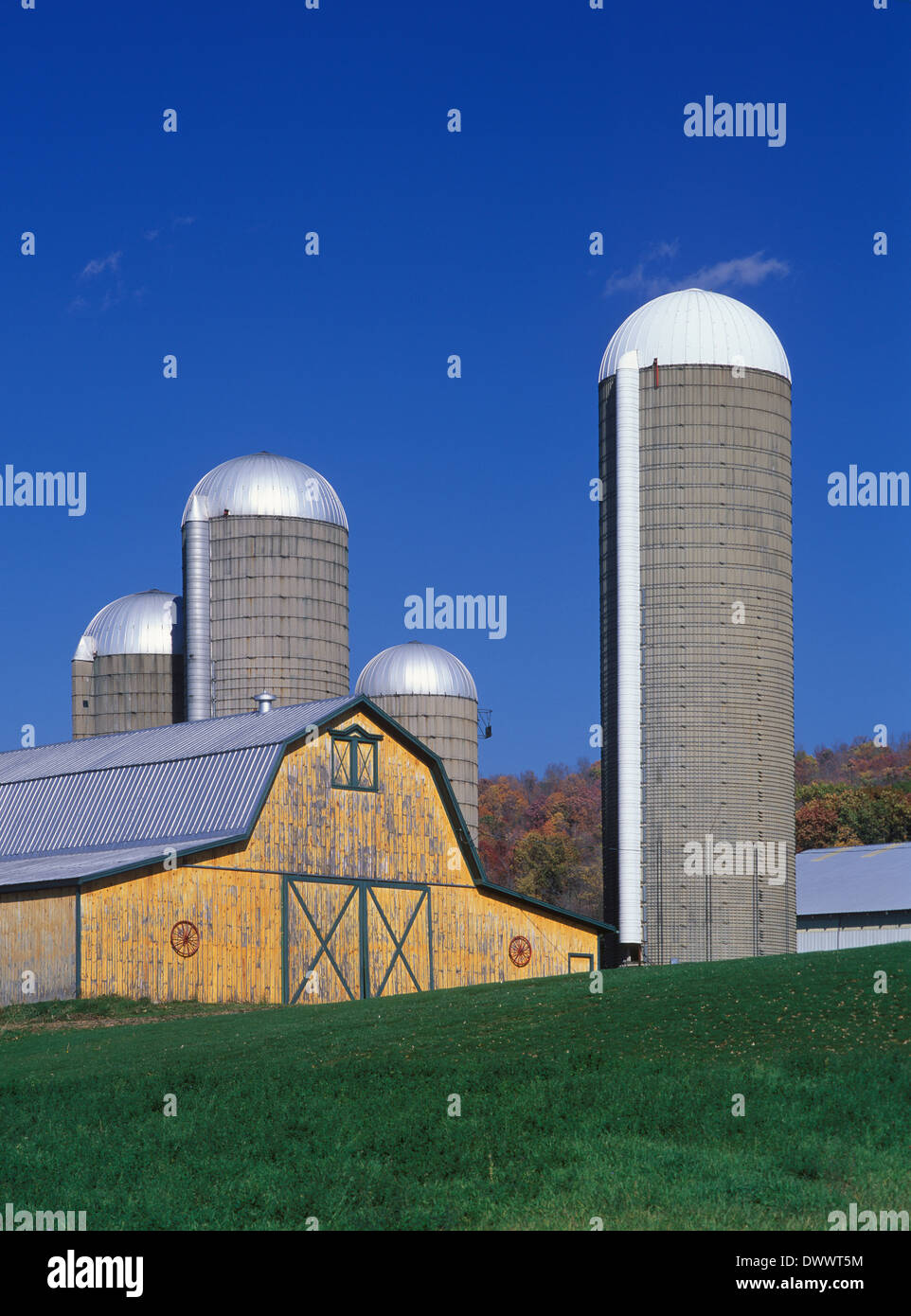 Yellow Barn and Silos near Watkins Glen, New York Stock Photo Alamy