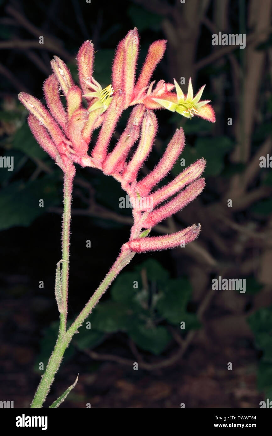 Close-up of Kangaroo Paw Flowers-Anigozanthos- Family Haemodoraceae Stock Photo