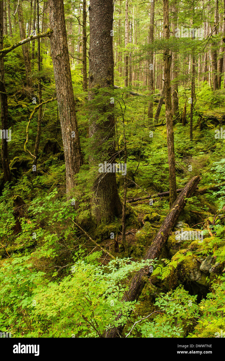 Tongass National Forest Temperate Rain Forest Southeast Alaska USA tongass-national-forest-temperate-rain-forest-southeast-alaska-usa
