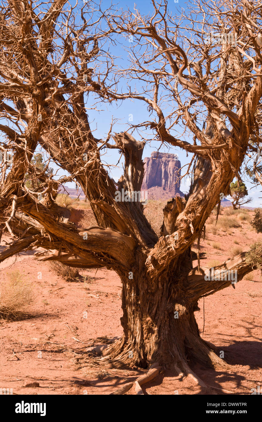 Gnarled tree in monument valley Stock Photo