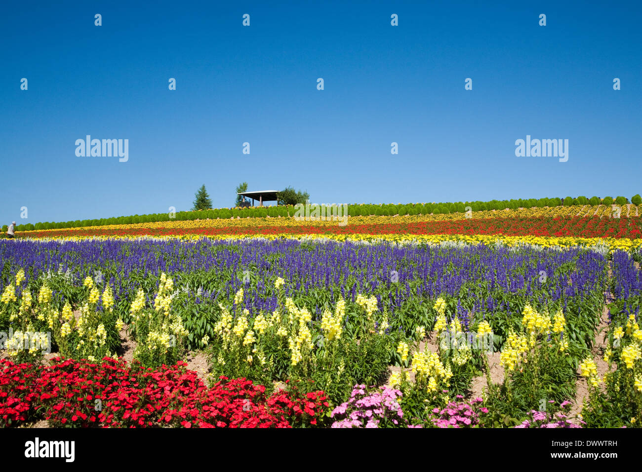 Flower field of kanno farm hires stock photography and images Alamy