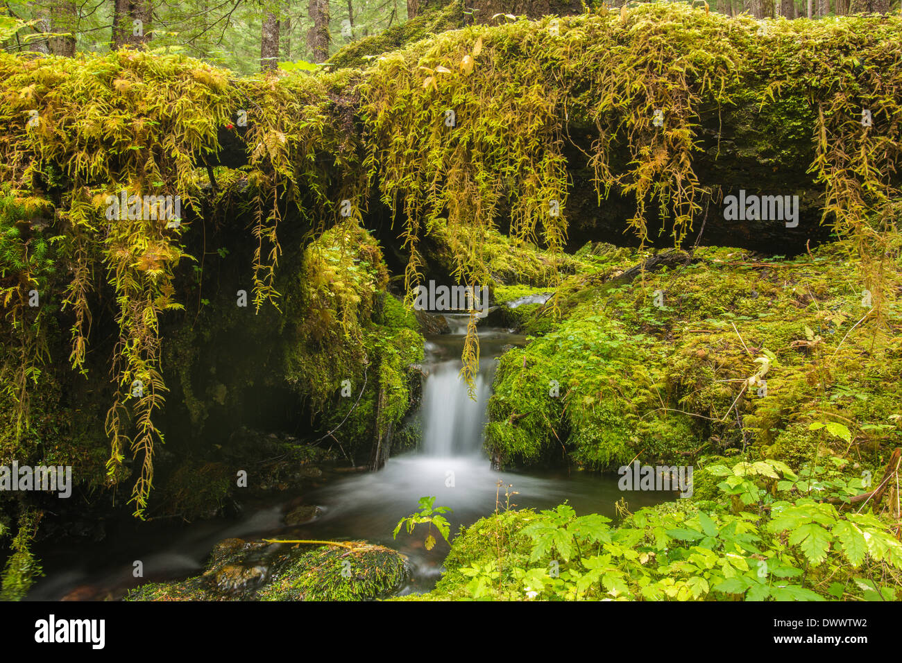 Stream flowing through the temperate rain forest of Tongass National Forest, Baranof Island, Alaska, USA Stock Photo