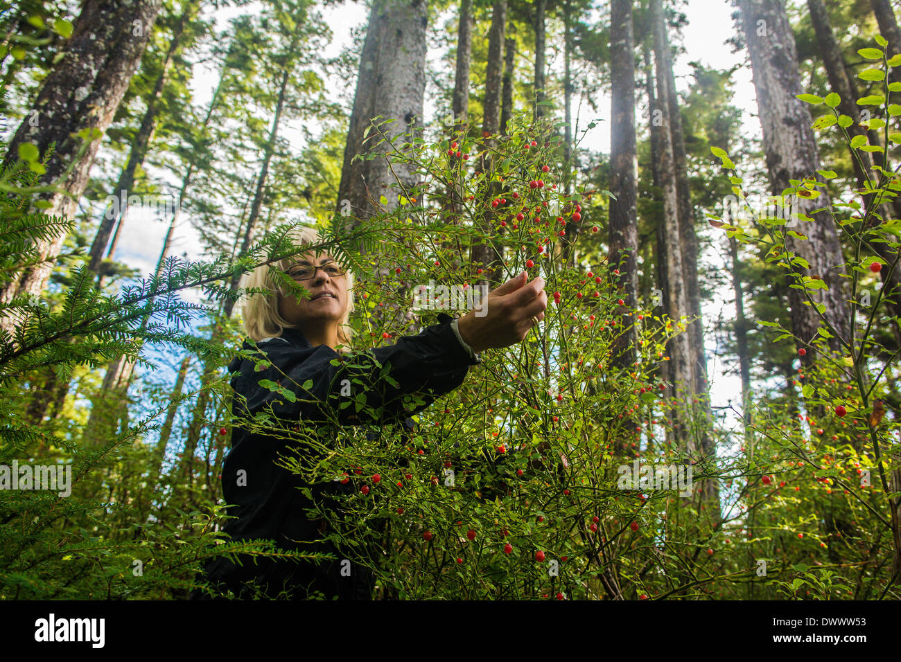 Woman picking wild huckleberries in the forest, Sitka, Alaska Stock Photo