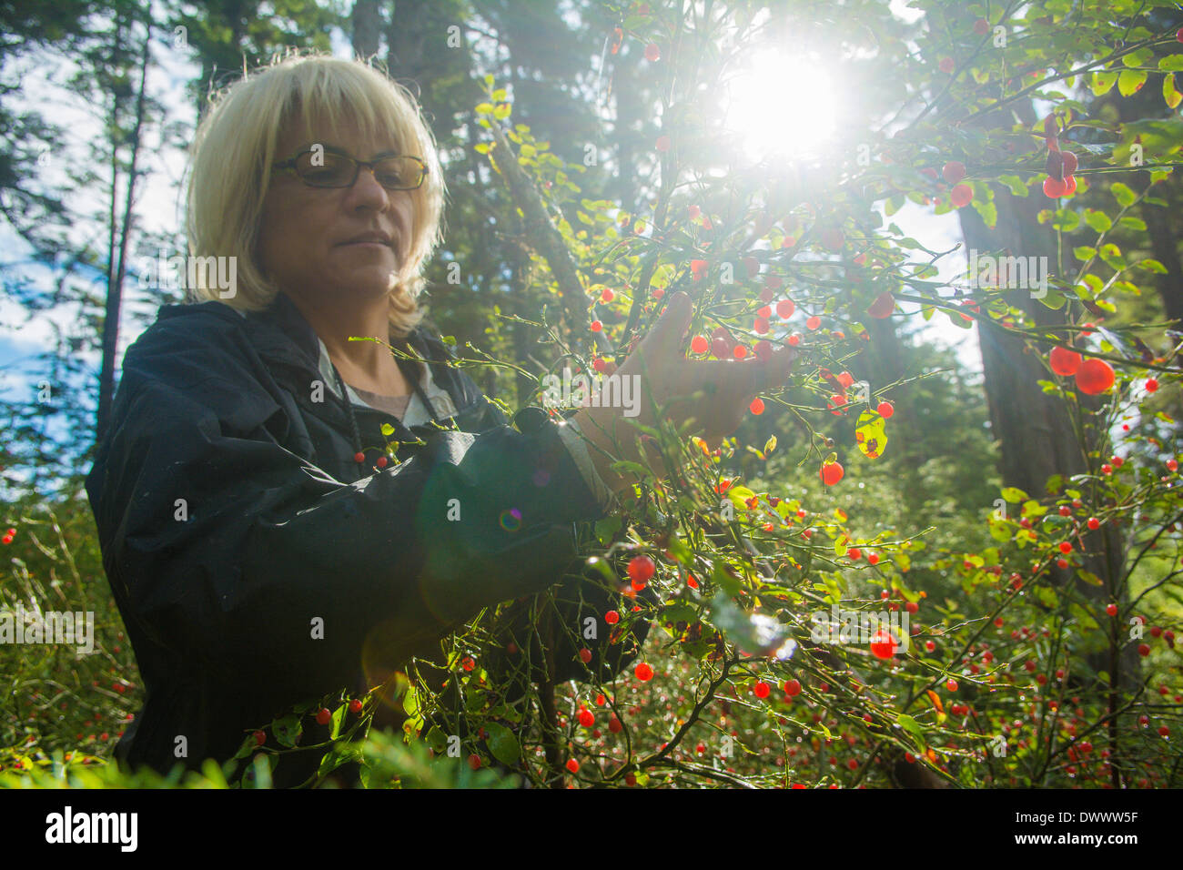 Woman picking wild huckleberries in the forest, Sitka, Alaska Stock Photo