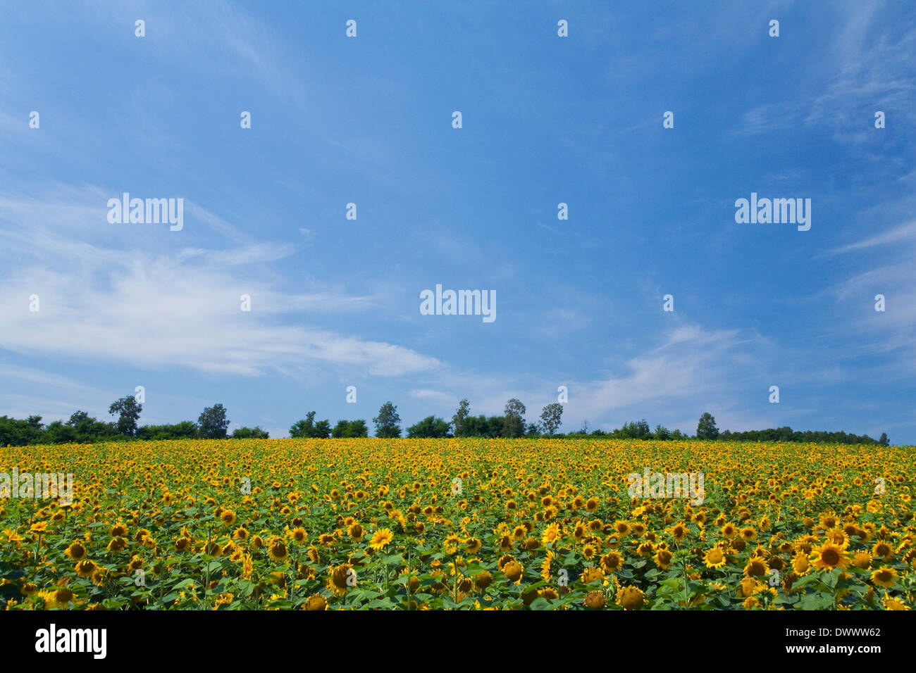 Sunflower field, Hokkaido, Japan Stock Photo Alamy