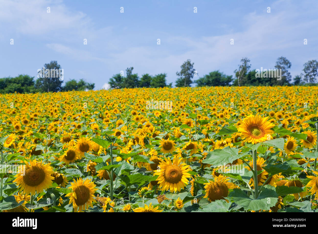 Sunflower field, Hokkaido, Japan Stock Photo Alamy