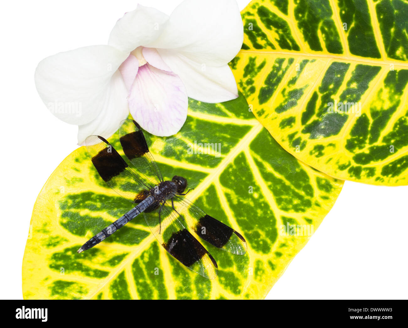 spa set of dragonfly on a leaf near an orchid is isolated on white background Stock Photo