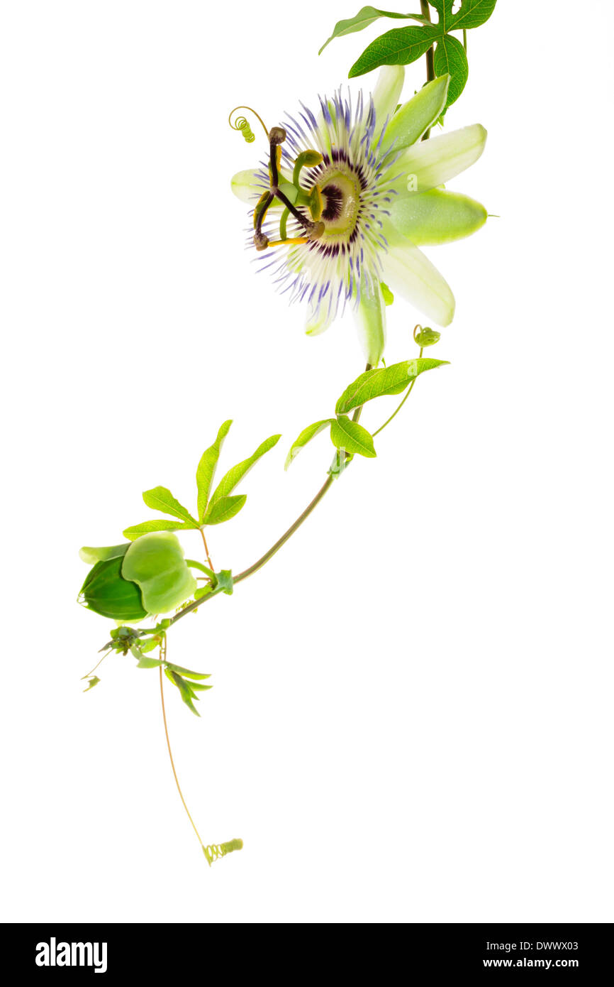 green branch passionflower flower with bud and tendril is isolated on