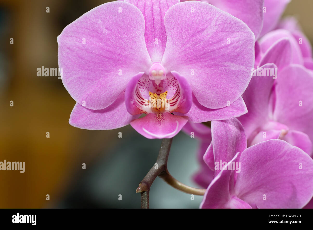 Orchid family, is the largest family of the flowering plants (Angiospermae). Its name is derived from the genus Orchis. Stock Photo