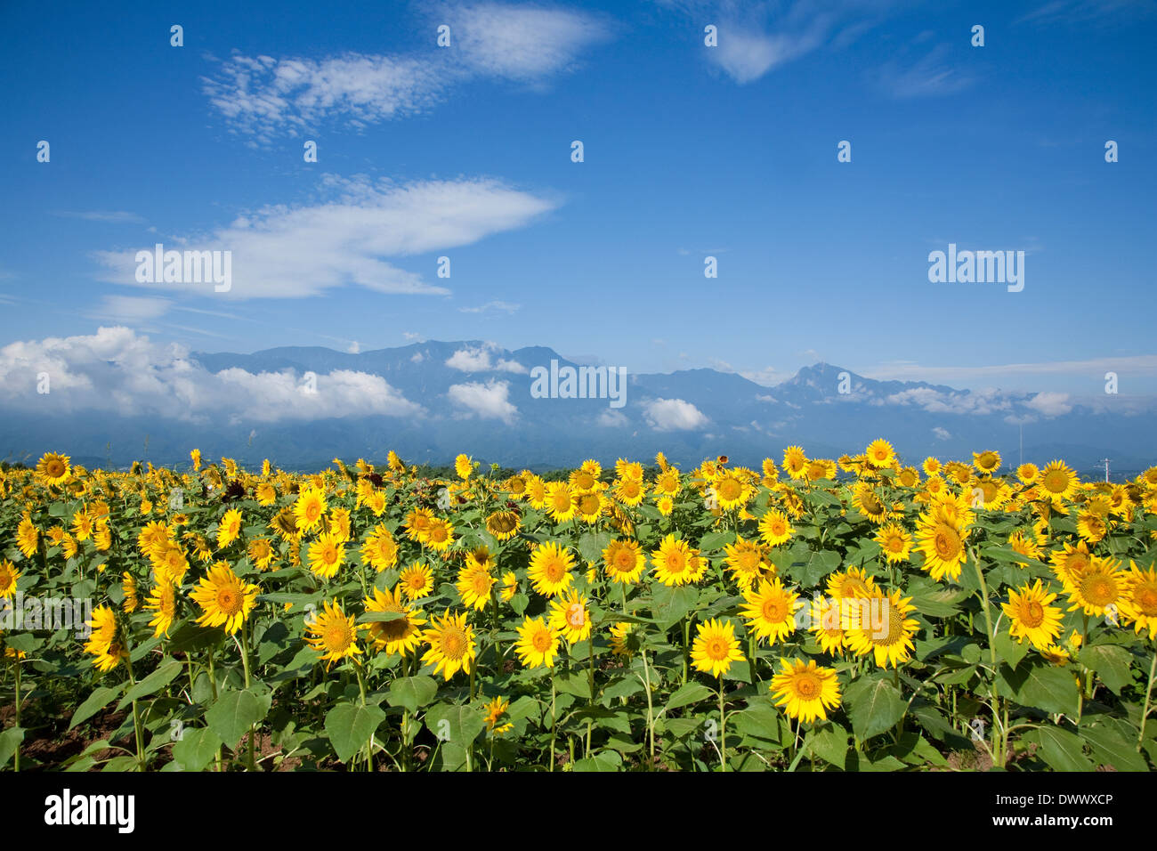 Sunflower field, Yamanashi, Japan Stock Photo Alamy