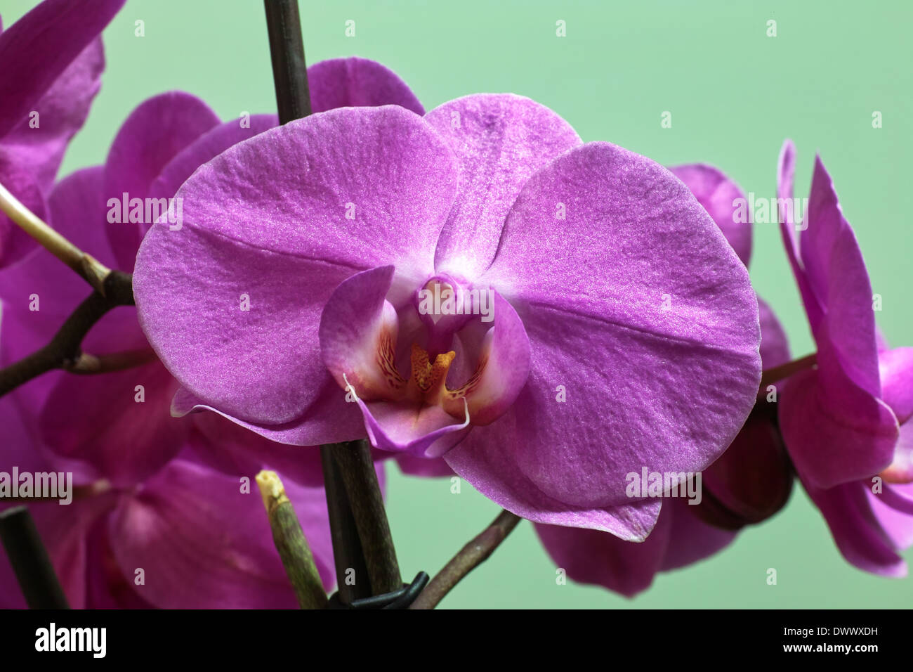 Orchid family, is the largest family of the flowering plants (Angiospermae). Its name is derived from the genus Orchis. Stock Photo
