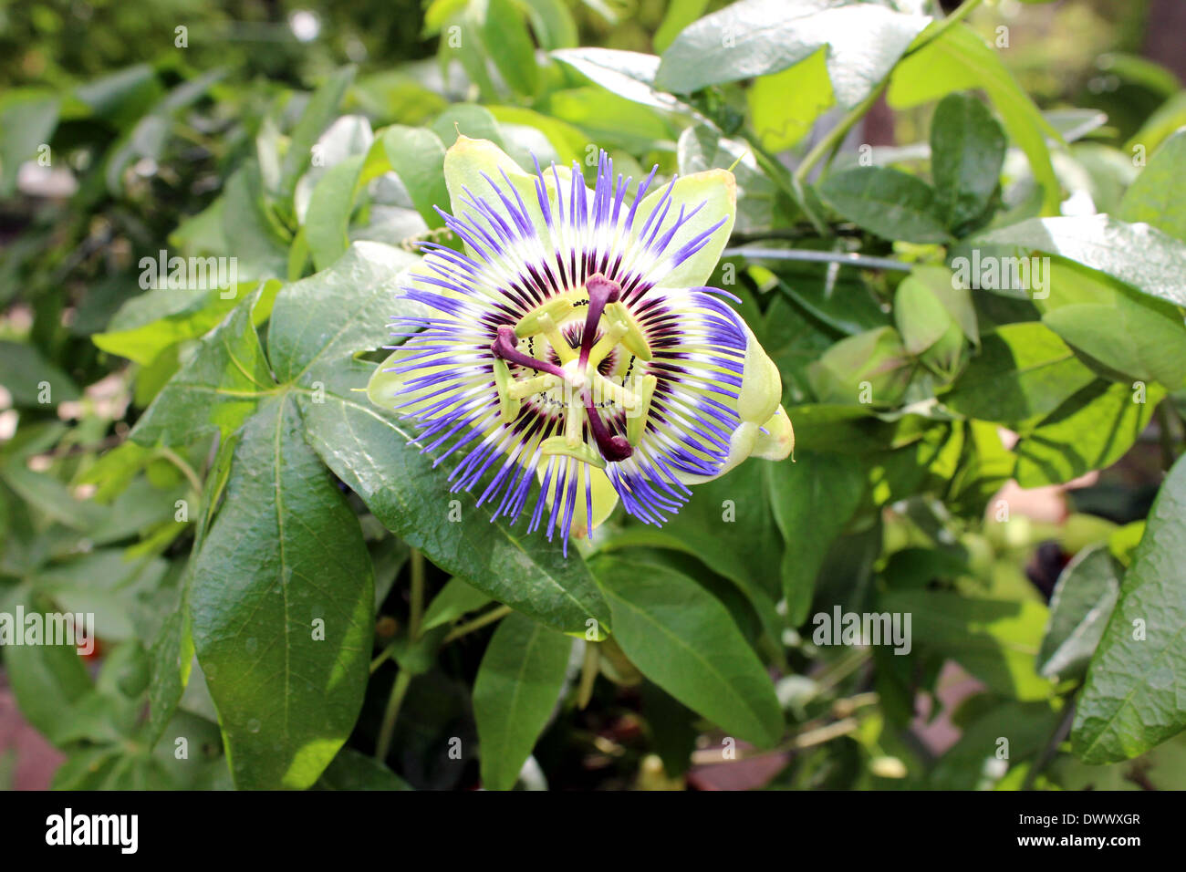 Blue passion flower, Passiflora caerulea Stock Photo Alamy