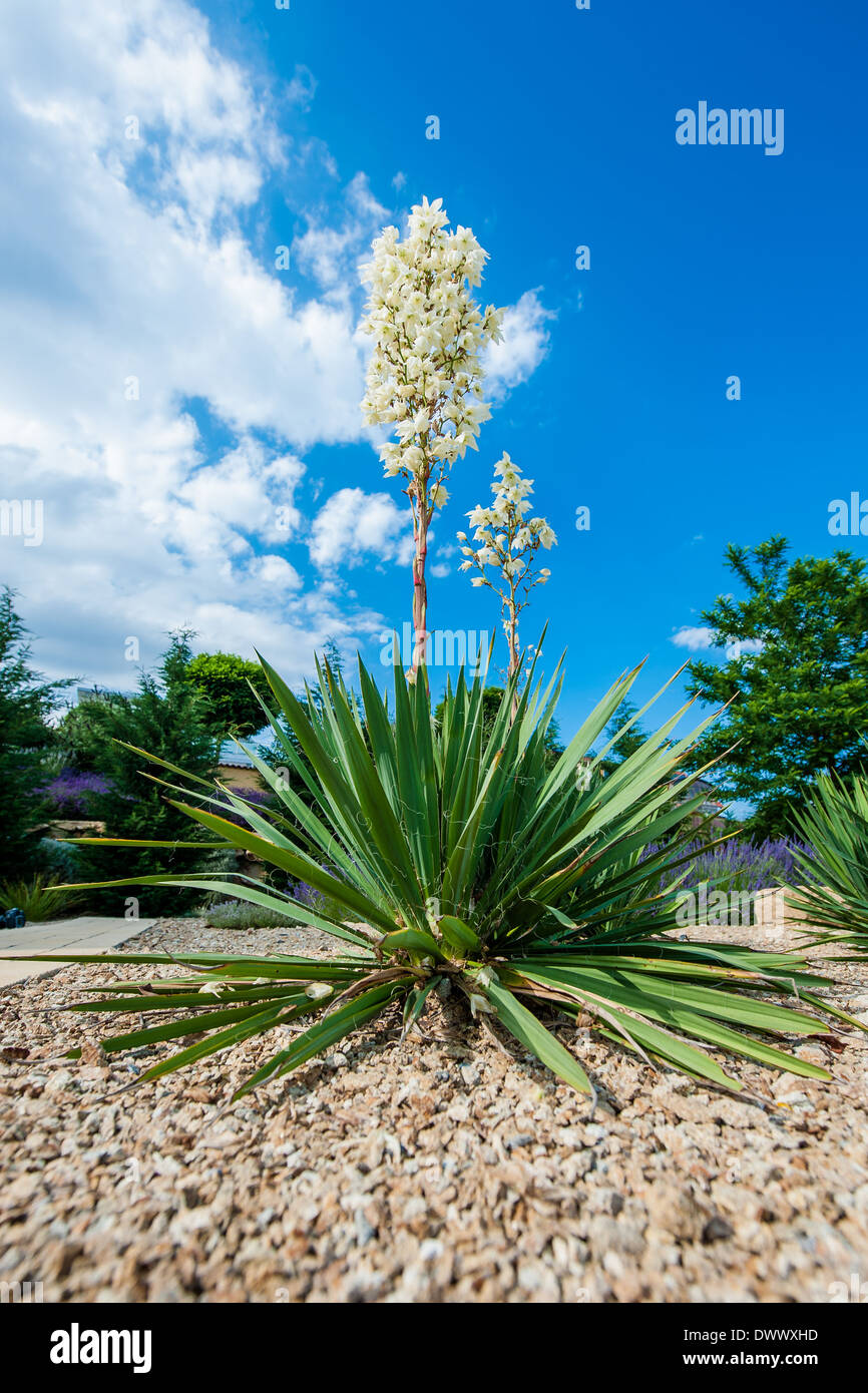 Blooming Yucca bush Stock Photo