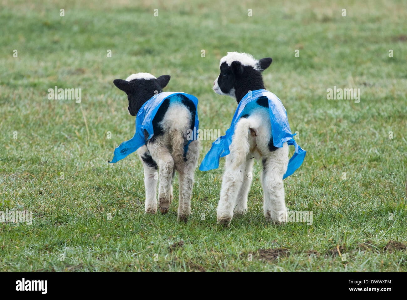Lambs wearing blue plastic bags as protection against the cold weather