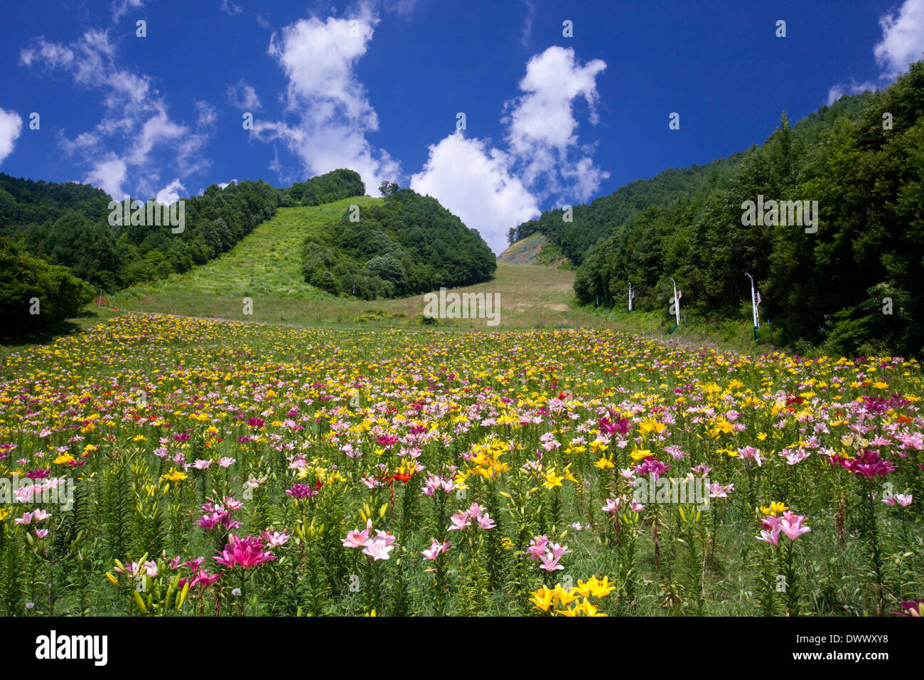 Lily field, Gunma, Japan Stock Photo Alamy