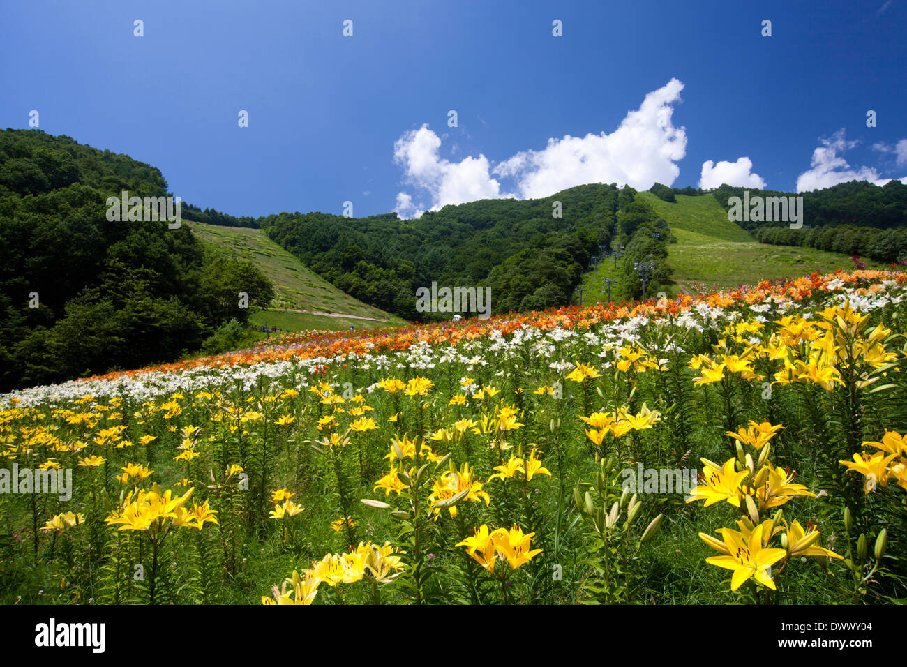 Lily field, Gunma, Japan Stock Photo Alamy