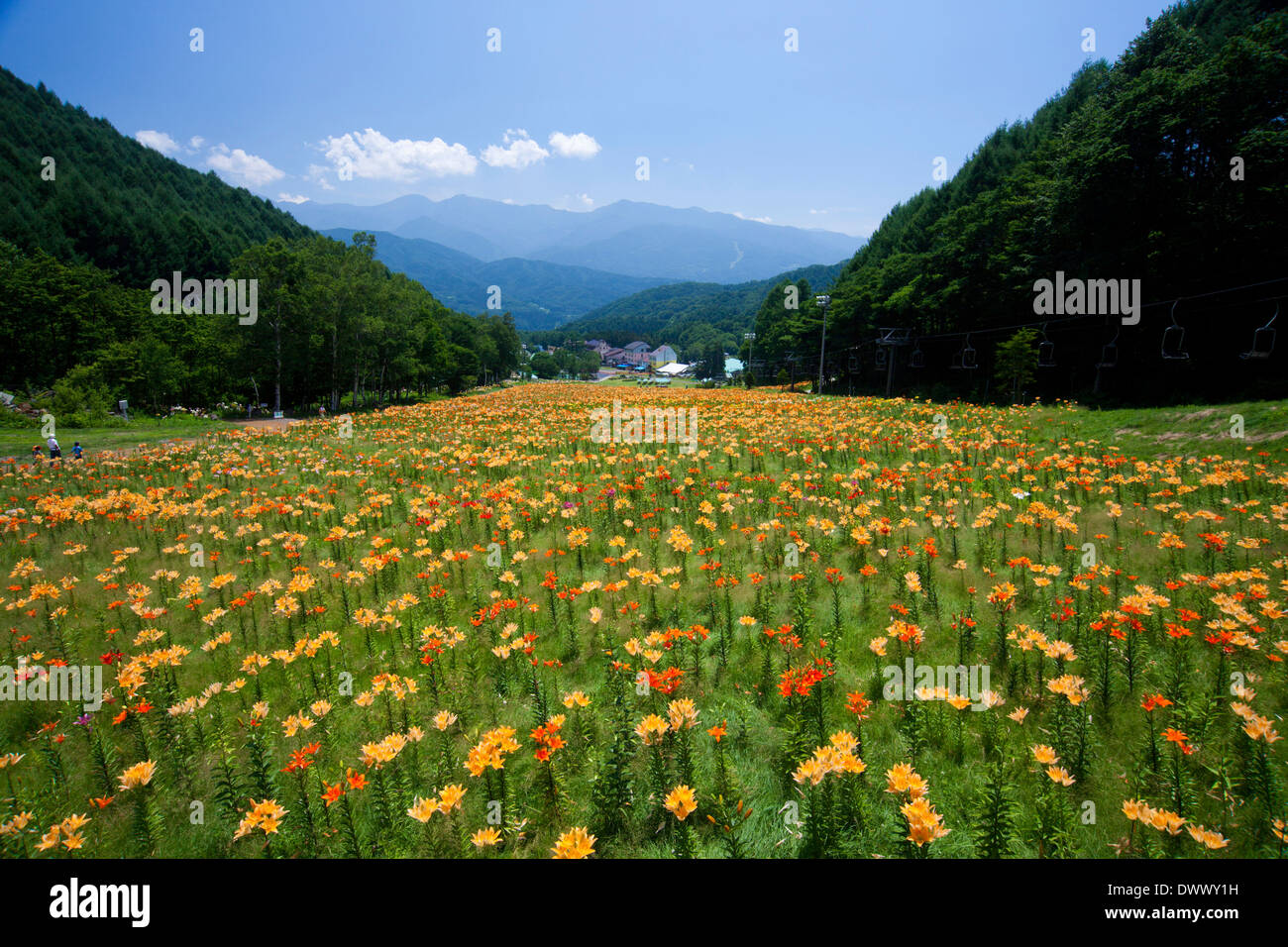 Lily field, Gunma, Japan Stock Photo