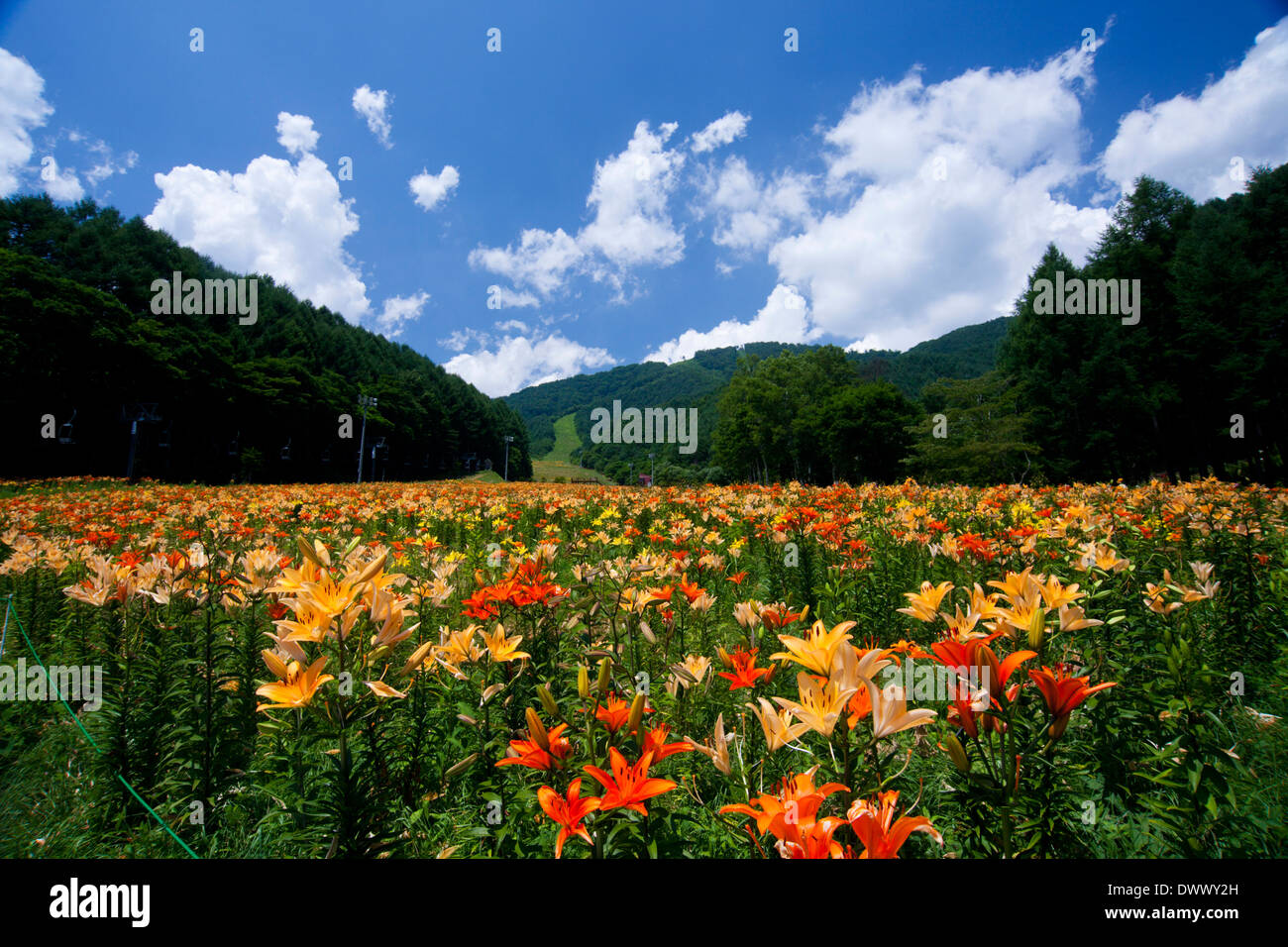 Lily field, Gunma, Japan Stock Photo Alamy
