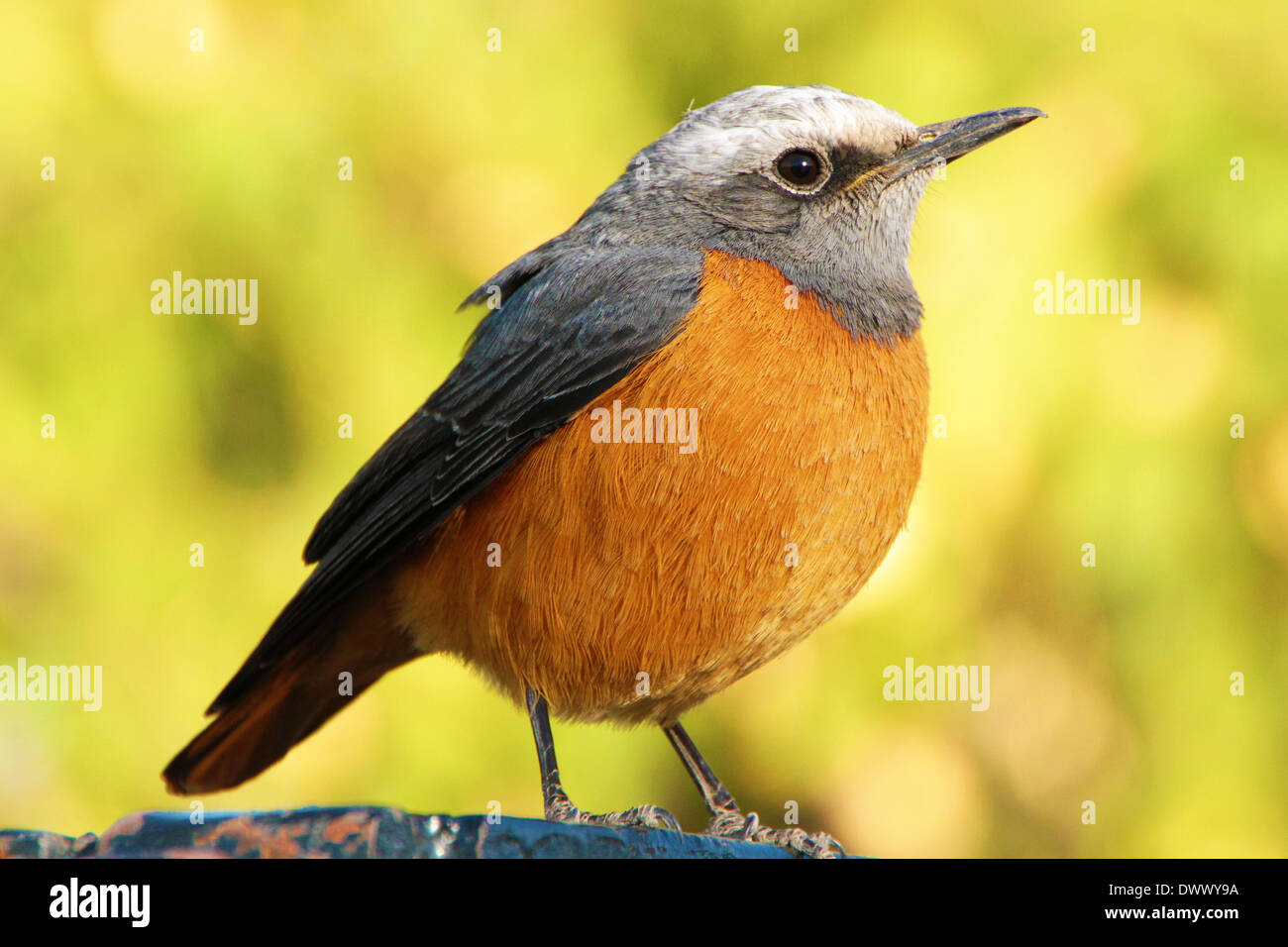 Sentinel Or Short Toed Rock Thrush High Resolution Stock Photography and  Images - Alamy