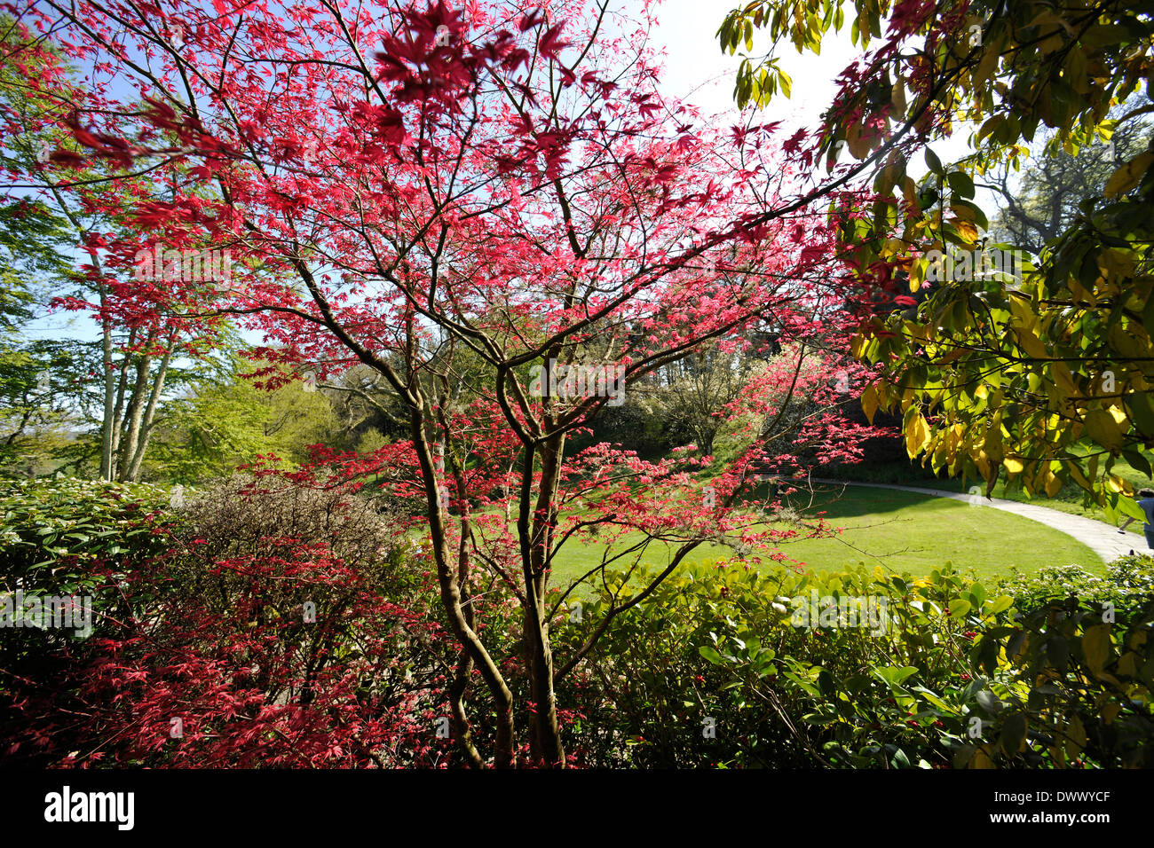 Acer Tree, or Japanese Maple (Acer Palmatum), Dartington Hall, Landscaped Gardens, Totnes, Devon. Designed by Dorothy Elmhirst. Stock Photo