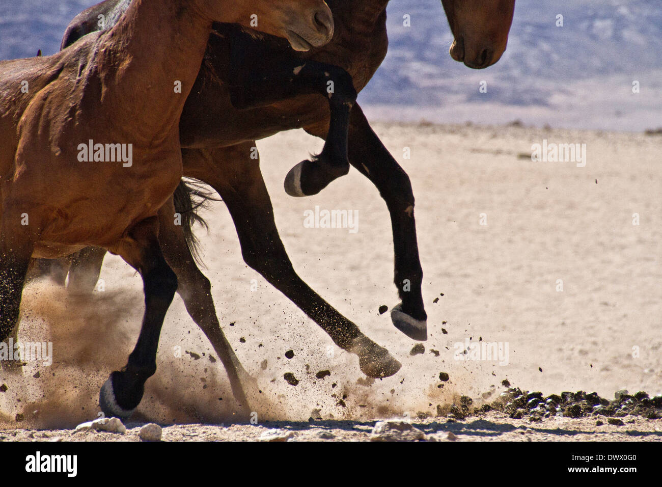 Flying hooves hi-res stock photography and images - Alamy