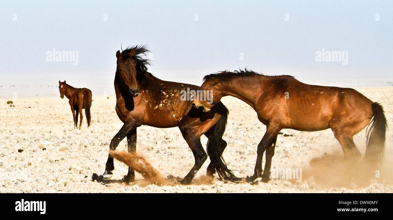 Wild Horses fighting in the Namib Desert Stock Photo