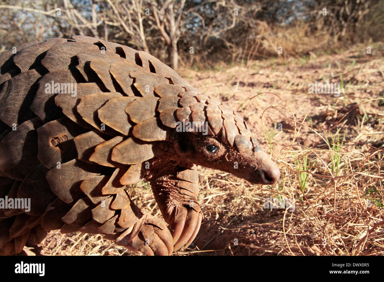 a-cape-pangolin-on-the-hunt-out-in-the-namibian-bush-stock-photo-alamy