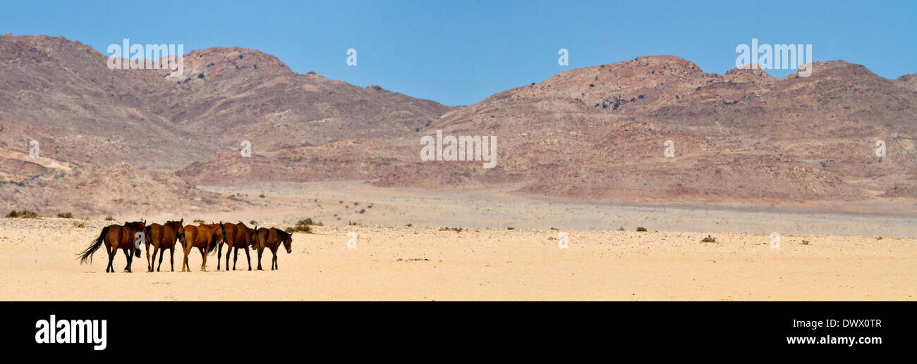 Panorama shot of Wild Horses of the Namib Desert Stock Photo