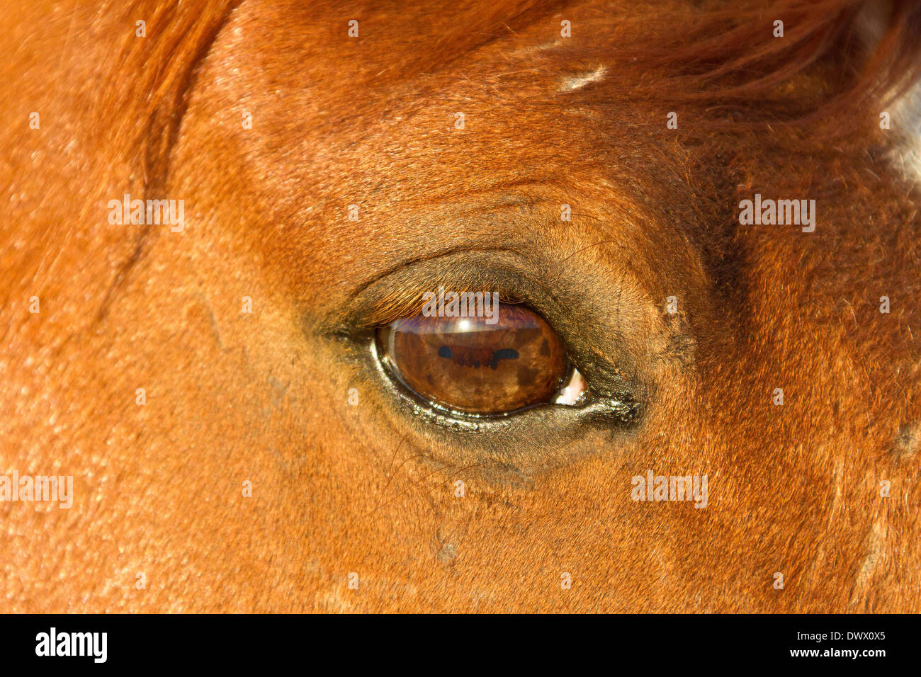 The eye of one of the Wild Horses of the Namib Desert Stock Photo