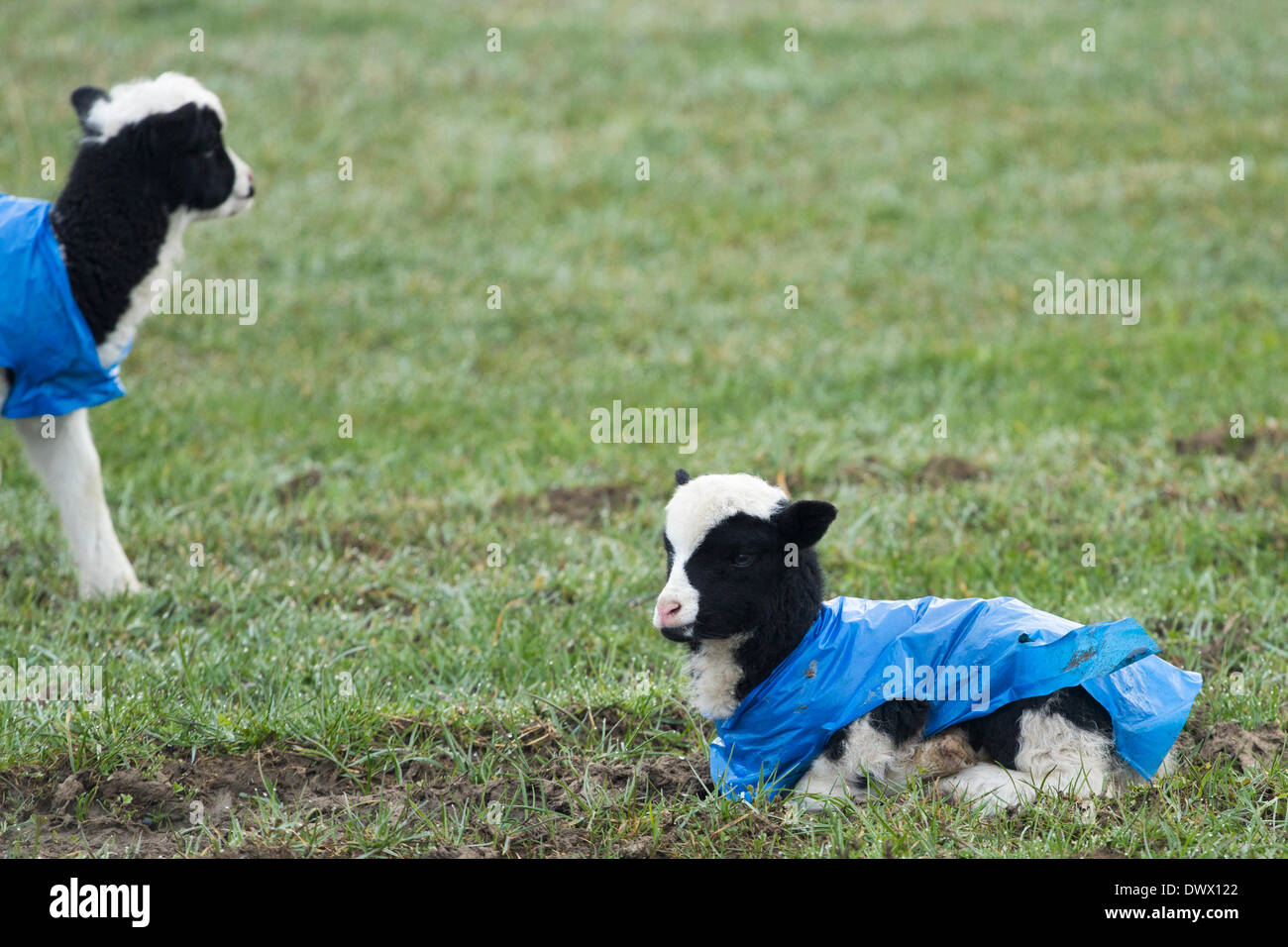 Lambs wearing blue plastic bags as protection against the cold weather