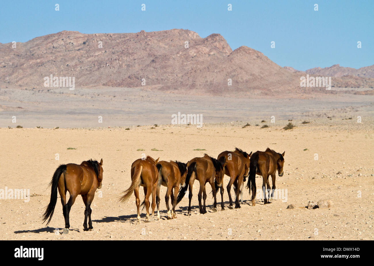 A string of Wild Horses of the Namib Desert Stock Photo