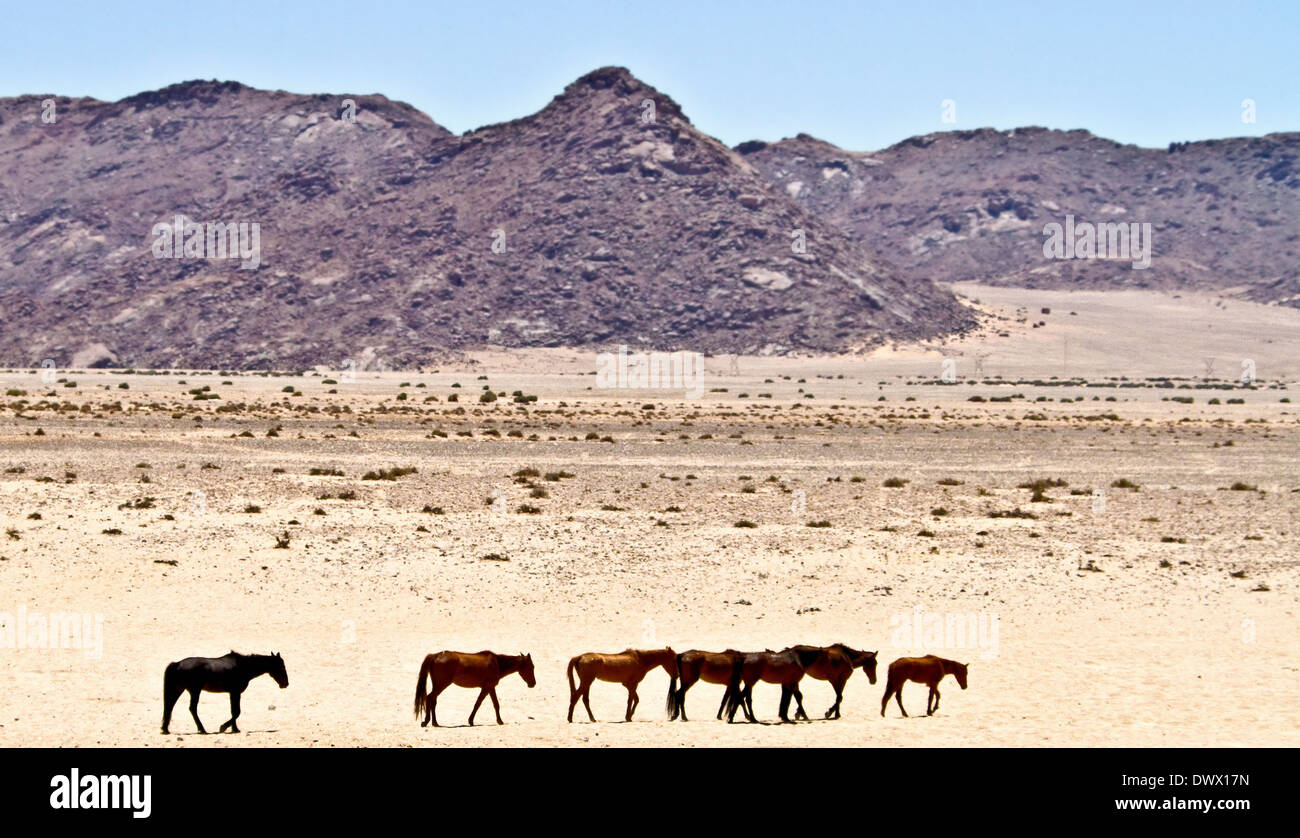 A String of Wild Horses of the Namib Desert Stock Photo