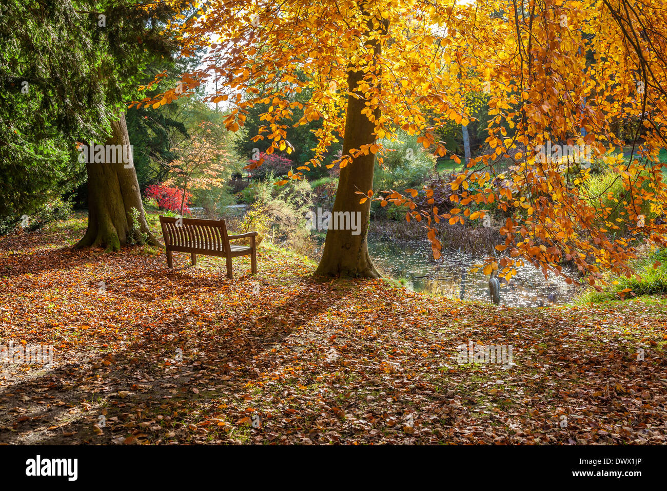 Park bench in the autumn Stock Photo Alamy