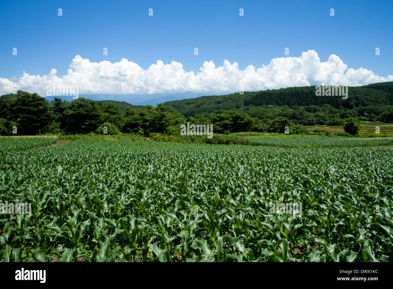 Farmland in Togakushi, Nagano, Japan Stock Photo