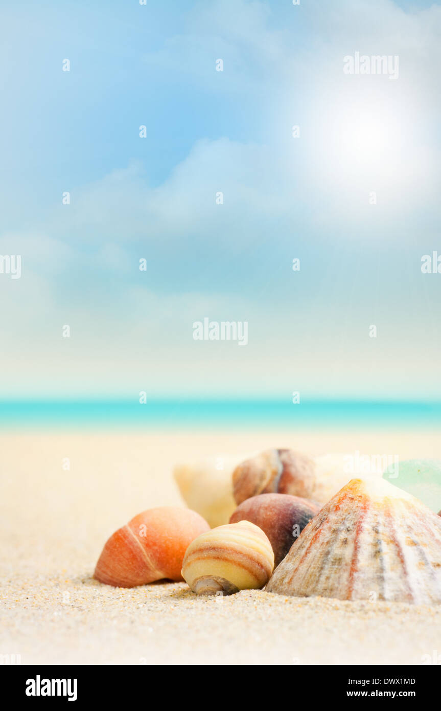 Shells on a beach in Britany with blurry background and blue sky with ...