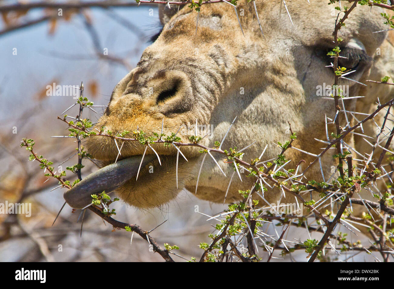a-giraffe-negotiates-the-thorns-to-eat-the-tender-new-shoots-DWX2BK.jpg