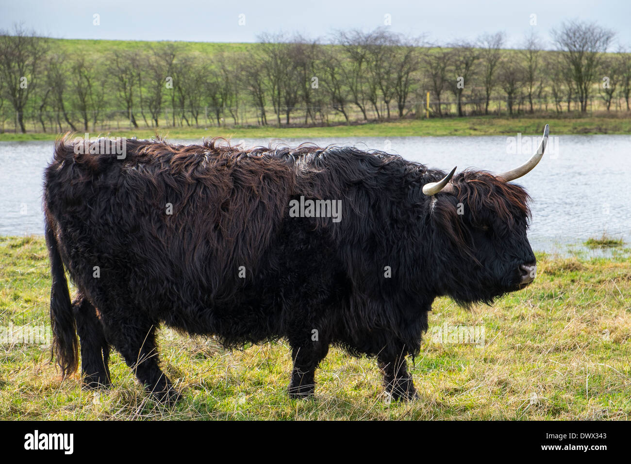 are scottish highland cattle friendly