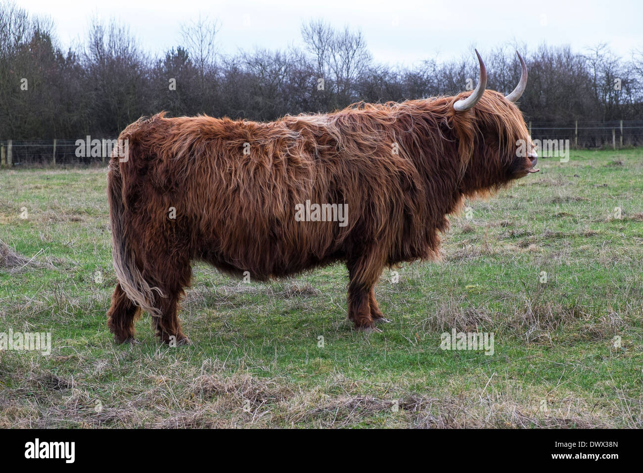scottish highland cattle Stock Photo