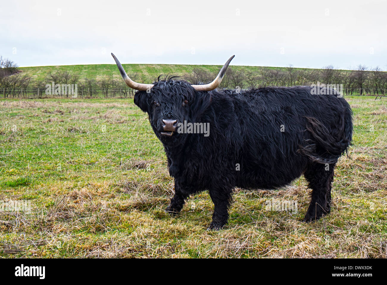 Scottish Highland Cattle Stock Photo Alamy