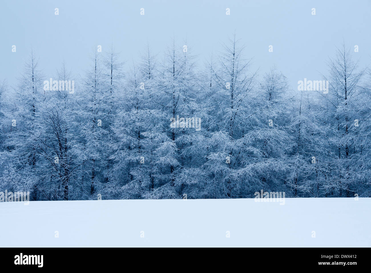 Ohmine Highland covered in snow, Nagano, Japan Stock Photo
