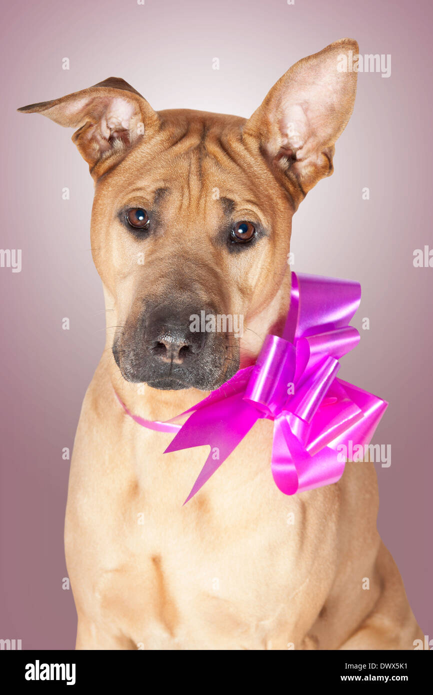 Cute red dog with neck purple bow Stock Photo