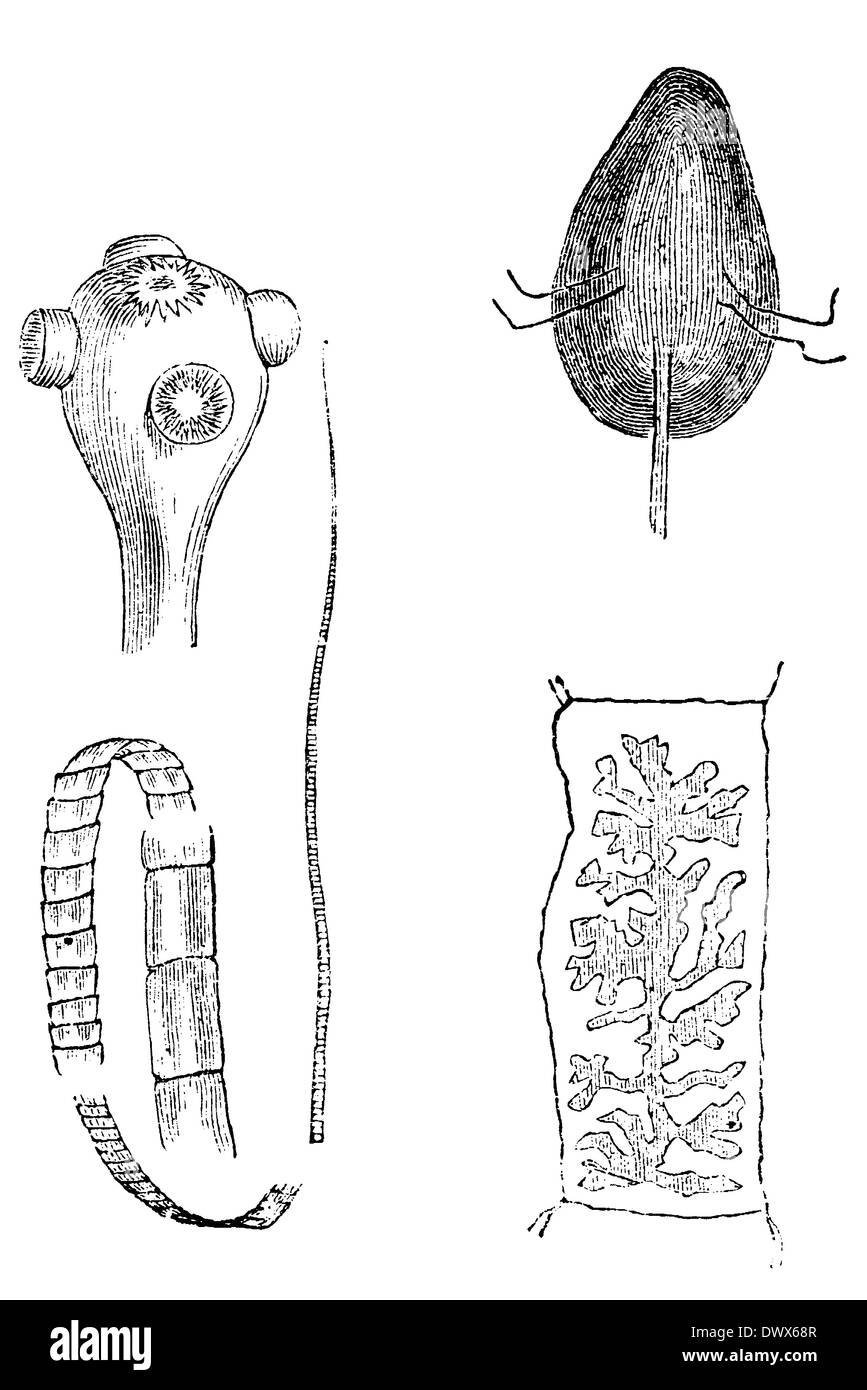 Tapeworm head hires stock photography and images Alamy