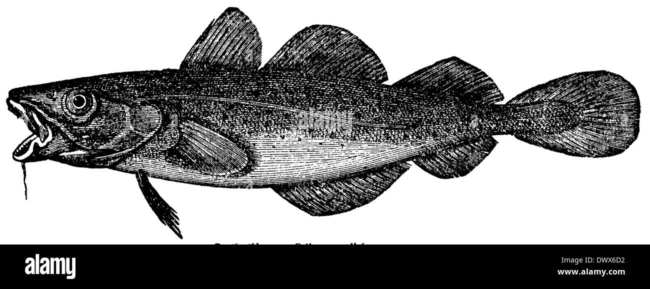Cod, codfish Stock Photo