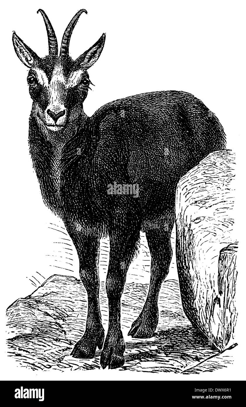 Capella Cut Out Stock Images & Pictures Alamy