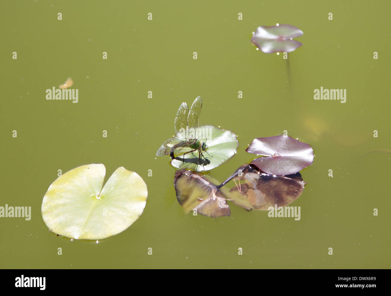 Dragonfly on lily pad Stock Photo